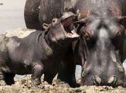 Aksi Kocak Hewan yang Terabadikan Kamera