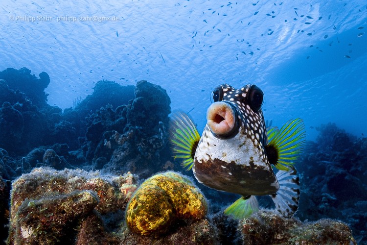 The Comedy Wildlife Photography