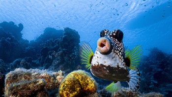 Karya Philipp Stahr. Foto: dok The Comedy Wildlife Photography