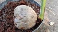 Merasa tak lazim, buah kelapa bertunas pohon pisang itu lalu dibawa pulang dan dirawat oleh Ilham (43), tetangganya. Oleh Ilham, pohon pisang unik itu kemudian ditempatkan pada sebuah pot bunga di depan rumahnya.