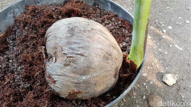 Seorang warga Kebumen mengaku temukan pohon pisang yang tumbuh dari buah kelapa. Temuan itu pun kemudian viral di media sosial. Seperti apa potretnya?