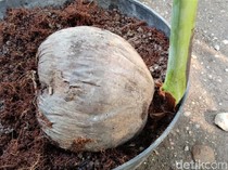 Kenapa Tunas Kelapa Jadi Lambang Pramuka? Ternyata Ini Alasannya