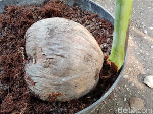 Kenapa Lambang Pramuka Tunas Kelapa? Ini Alasan dan Maknanya