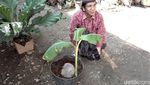 Aneh Tapi Nyata, Ada Tunas Pisang Tumbuh dari Buah Kelapa