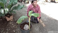 Ilham mengaku, pohon unik tersebut bukanlah hasil rekayasa lantaran sejak ditemukan kondisinya sudah seperti itu. Pohon pisang setinggi sekitar 50 cm dengan tiga tangkai daun itu tumbuh melalui ujung buah kelapa persis seperti tunas kelapa. 
