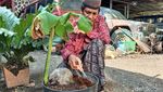 Aneh Tapi Nyata, Ada Tunas Pisang Tumbuh dari Buah Kelapa