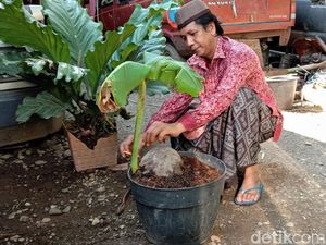 Aneh Tapi Nyata, Ada Tunas Pisang Tumbuh dari Buah Kelapa