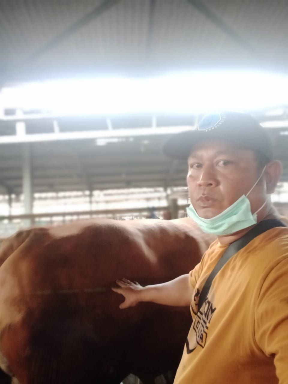 Bisnis Hewan Kurban Peternakan Zabidi