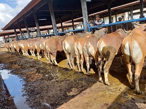 TERNYATA! Bisnis Hewan Kurban di Pandemi Masih Untung, Bisa Cuan Rp 12 M
