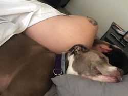 Potret Tatapan Mata Romantis Hewan ke Pemiliknya