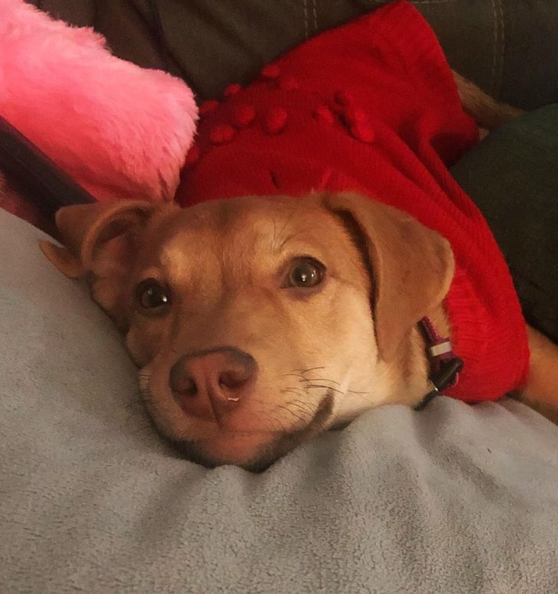 fotoinet tatapan hewan bikin meleleh