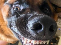 Potret Tatapan Mata Romantis Hewan ke Pemiliknya