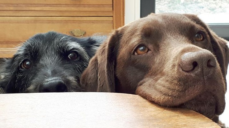 fotoinet tatapan hewan bikin meleleh