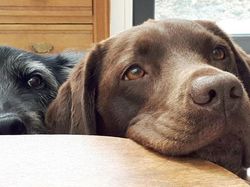 Potret Tatapan Mata Romantis Hewan ke Pemiliknya