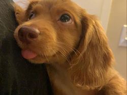 Potret Tatapan Mata Romantis Hewan ke Pemiliknya