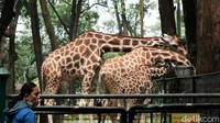 Meski kasus COVID-19 di Jakarta melonjak pascalebaran, Ragunan masih tampak dikunjungi para wisata saat akhir pekan.