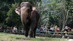 Kasus Corona DKI Ngegas, Ragunan Masih Dikunjungi Wisatawan