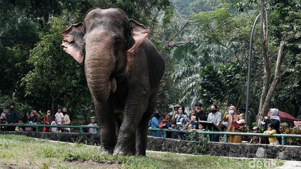 Taman Margasatwa Ragunan kerap dikunjungi wisatawan saat akhir pekan. Meski kasus COVID-19 di Ibu Kota meningkat, masih ada pengunjung yang berwisata ke Ragunan