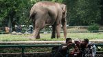 Kasus Corona DKI Ngegas, Ragunan Masih Dikunjungi Wisatawan
