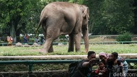Satwa yang paling menjadi sasaran pengunjung adalah pelikan, jerapah, dan gajah Sumatera. 