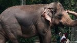 Kasus Corona DKI Ngegas, Ragunan Masih Dikunjungi Wisatawan