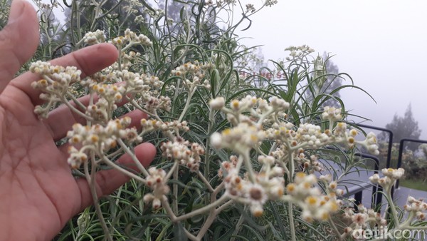 Hamparan bunga berwarna putih berpadu sempurna dengan panorama hutan cemara sungguh memanjakan mata. Hamparan bunga berwarna putih berpadu sempurna dengan panorama hutan cemara sungguh memanjakan mata.Â