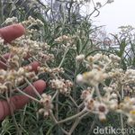 Mitos dan Fakta Bunga Edelweis, si Bunga Abadi