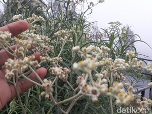 Mitos dan Fakta Bunga Edelweis, si Bunga Abadi