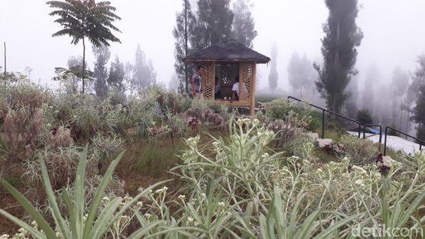 Kebun Edelweis Wonokitri