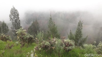 Foto: Kebun Bunga Abadi dari Bromo Tengger Semeru