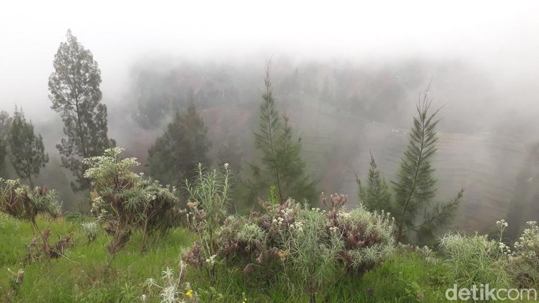 Kebun Edelweis Wonokitri Kebun Edelweis Wonokitri