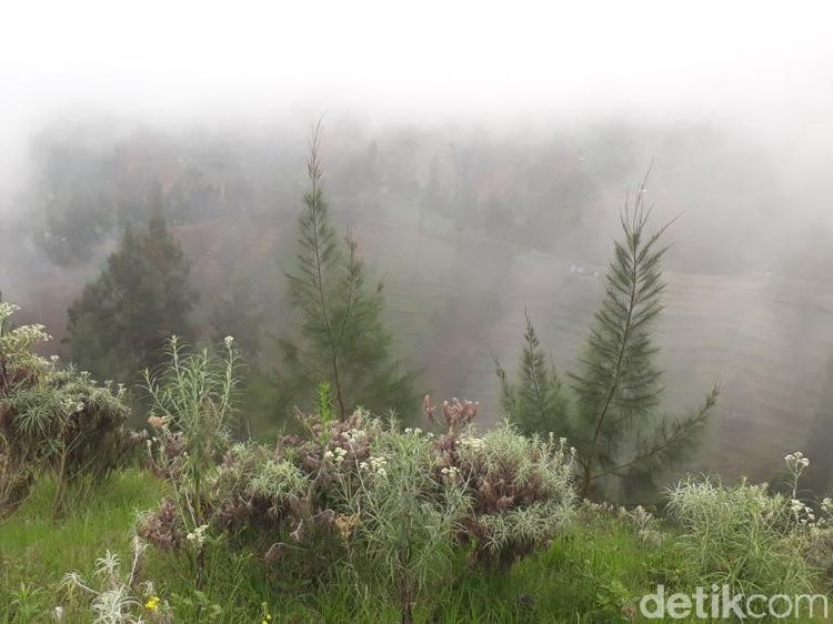 Foto: Kebun Bunga Abadi dari Bromo Tengger Semeru