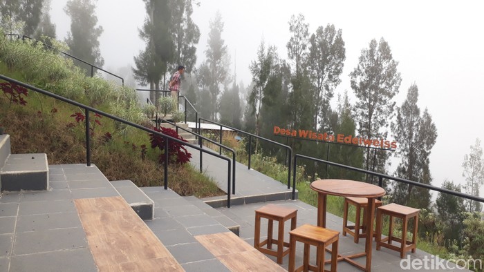Kebun Edelweis Wonokitri Kebun Edelweis Wonokitri