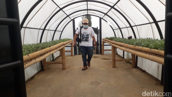 Di kebun ini pengunjung bisa memuaskan penasaran berada di antara ribuan bunga edelweis tanpa harus baik gunung. Di kebun ini pengunjung bisa memuaskan penasaran berada di antara ribuan bunga edelweis tanpa harus baik gunung.