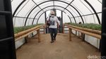 Foto: Kebun Bunga Abadi dari Bromo Tengger Semeru