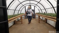 Di kebun ini pengunjung bisa memuaskan penasaran berada di antara ribuan bunga edelweis tanpa harus baik gunung.