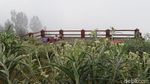 Foto: Kebun Bunga Abadi dari Bromo Tengger Semeru