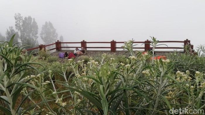 Kebun Edelweis Wonokitri