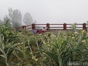 Tak Hanya Dilindungi, Bunga Edelweis Adalah Hidup Warga Tengger