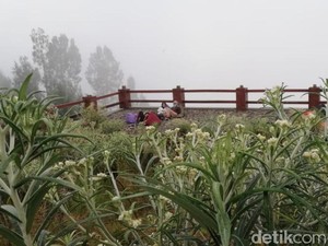 Tak Hanya Dilindungi, Bunga Edelweis Adalah Hidup Warga Tengger
