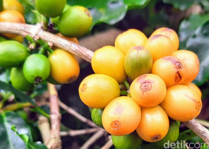 Keunikan Kopi Kuning Bondowoso yang Cantik Warnanya dan Mahal Harganya Keunikan Kopi Kuning Bondowoso yang Cantik Warnanya dan Mahal Harganya