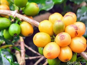 Keunikan Kopi Kuning Bondowoso yang Cantik Warnanya dan Mahal Harganya
