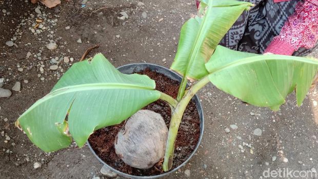 pohon pisang tumbuh dari buah kelapa