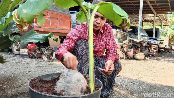  Tunas  Pisang  Tumbuh dari  Buah Kelapa di Kebumen Rekayasa 