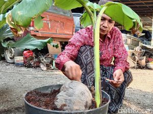 Tunas Pisang Tumbuh dari Buah Kelapa di Kebumen, Rekayasa Bukan?