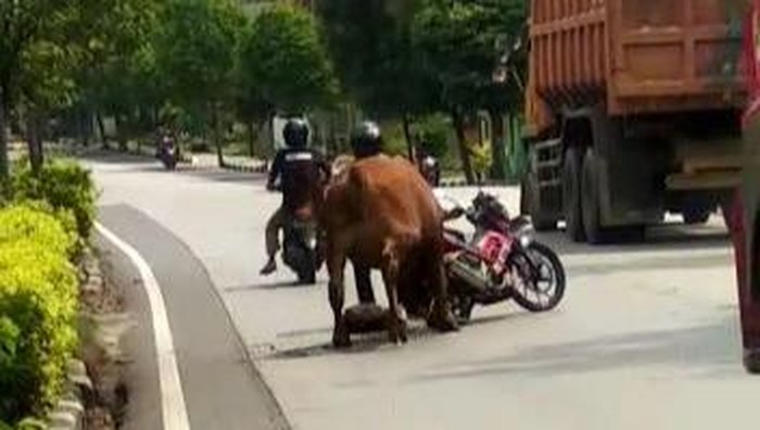sapi lepas seruduk motor