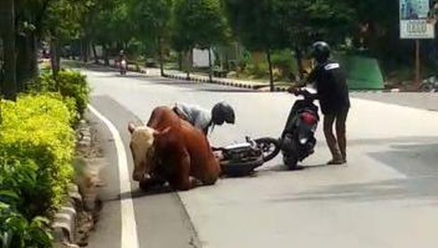 sapi lepas seruduk motor
