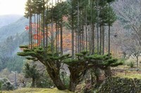 fotoinet potret jepang beda dengan negara lain
