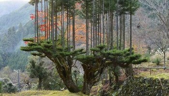 Ada metode pemangkasan kuno Jepang dari abad ke-14 yang memungkinkan produksi kayu tanpa menebang pohon yang disebut Daisugi Foto: Boredpanda