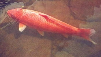 Koi Hanako ikan koi tertua yang pernah tercatat pada usia 226 tahun. Ikan ini lahir di Jepang pada tahun 1751 dan mati pada 7 Juli 1977. Foto: Boredpanda